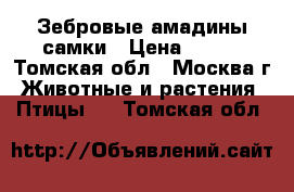 Зебровые амадины самки › Цена ­ 300 - Томская обл., Москва г. Животные и растения » Птицы   . Томская обл.